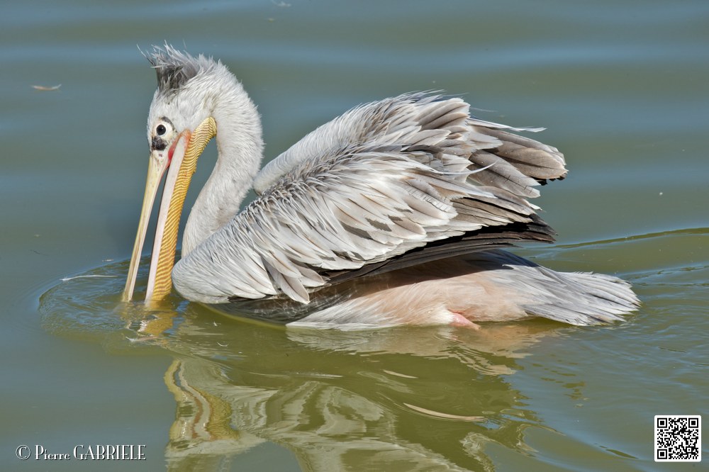 pelican_6925.jpg
