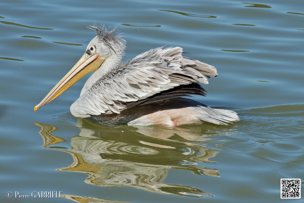 pelican_6926.jpg