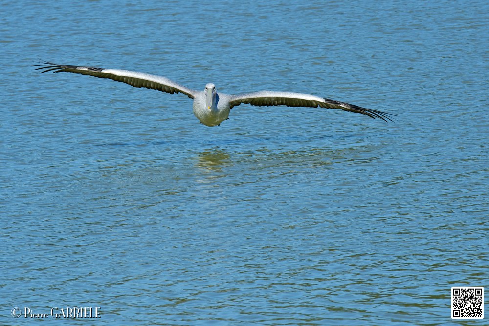pelican_6932.jpg