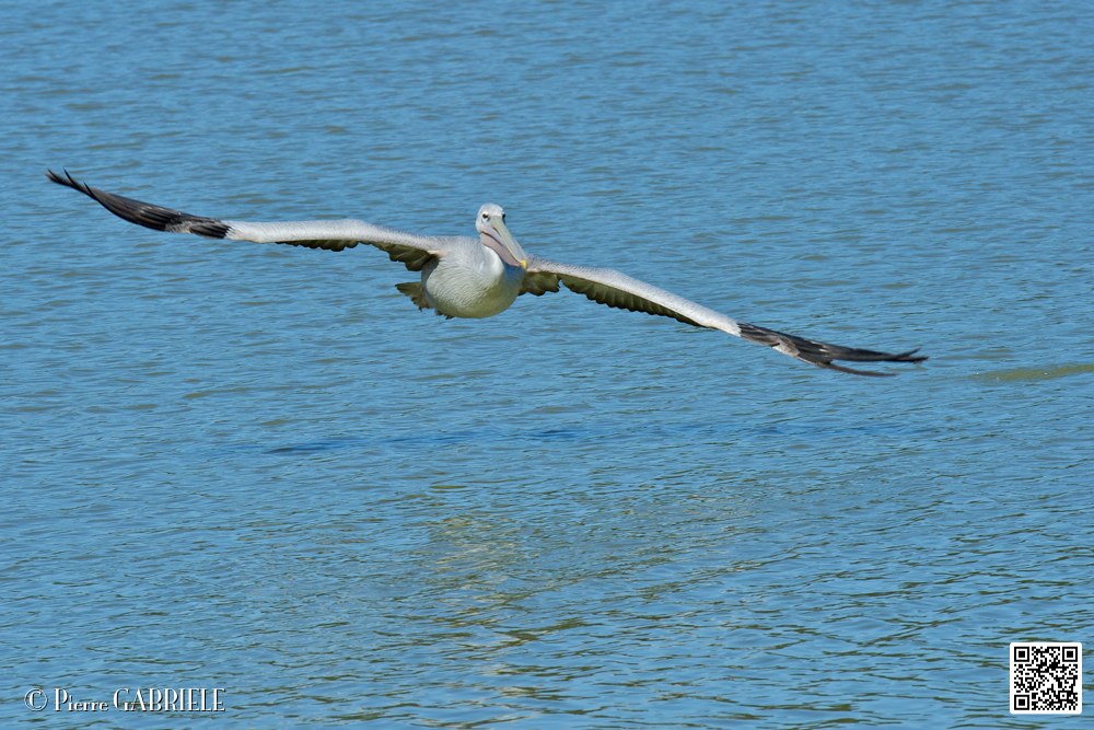 pelican_6933.jpg