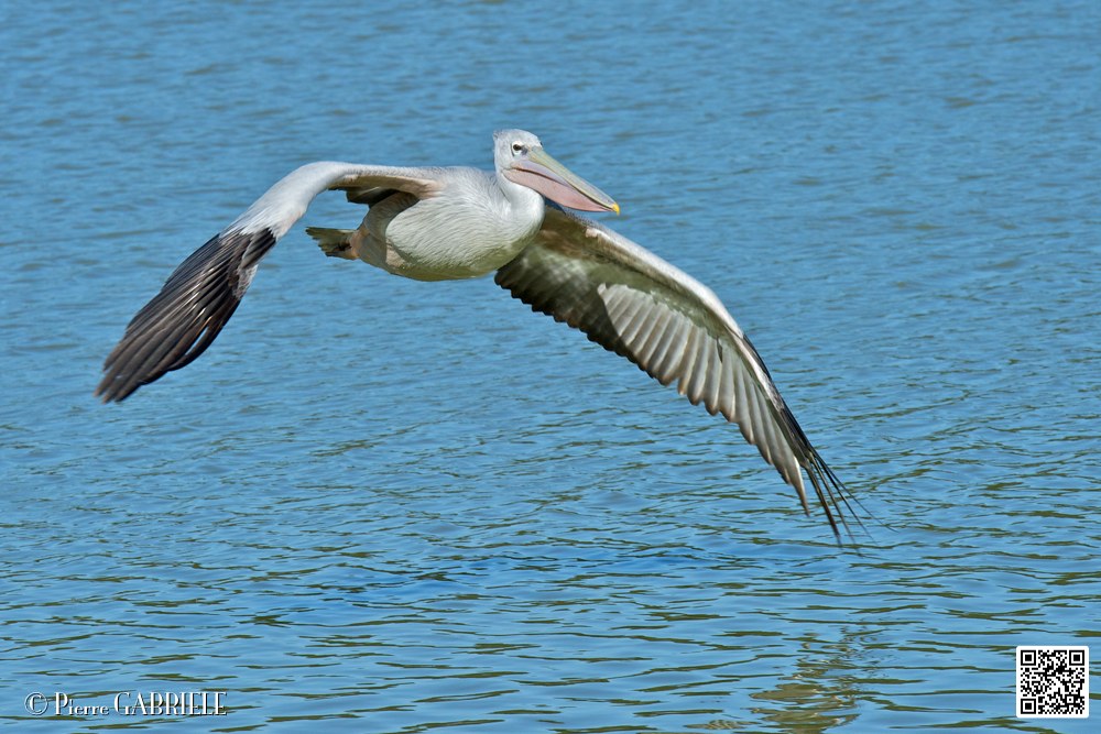 pelican_6934.jpg