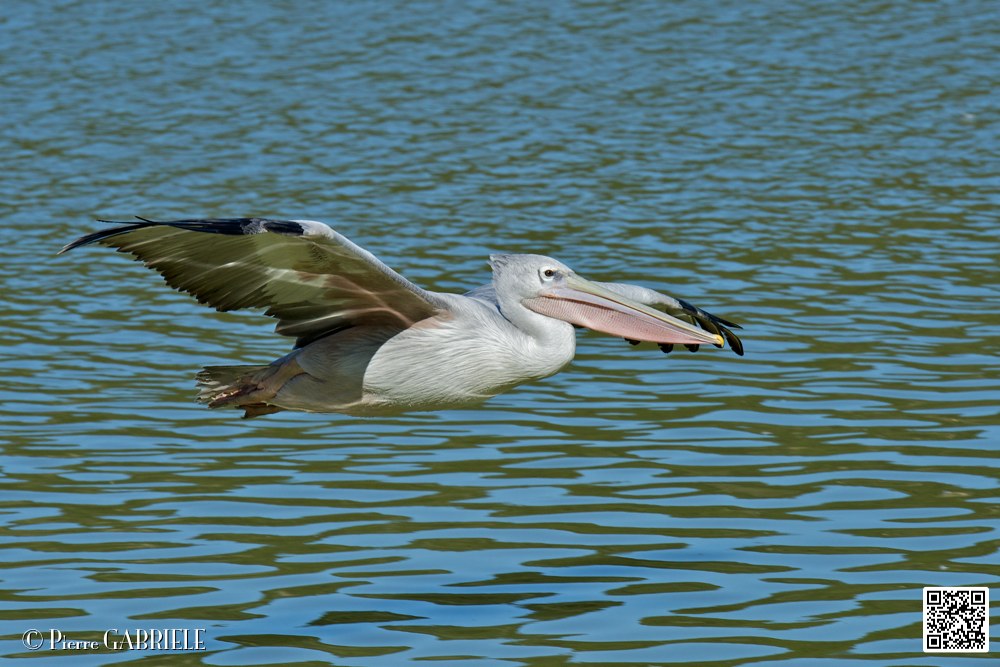 pelican_6935.jpg