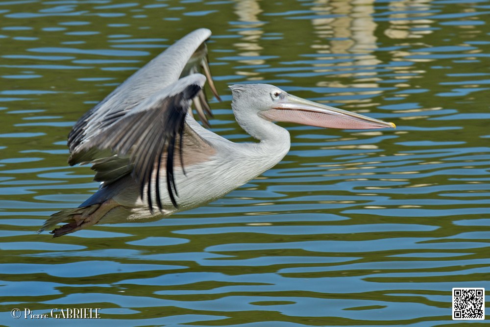 pelican_6936.jpg