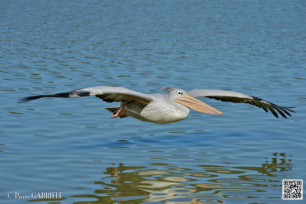 pelican_6938.jpg