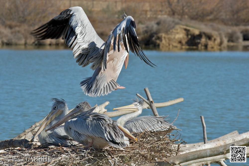 pelican_6940.jpg