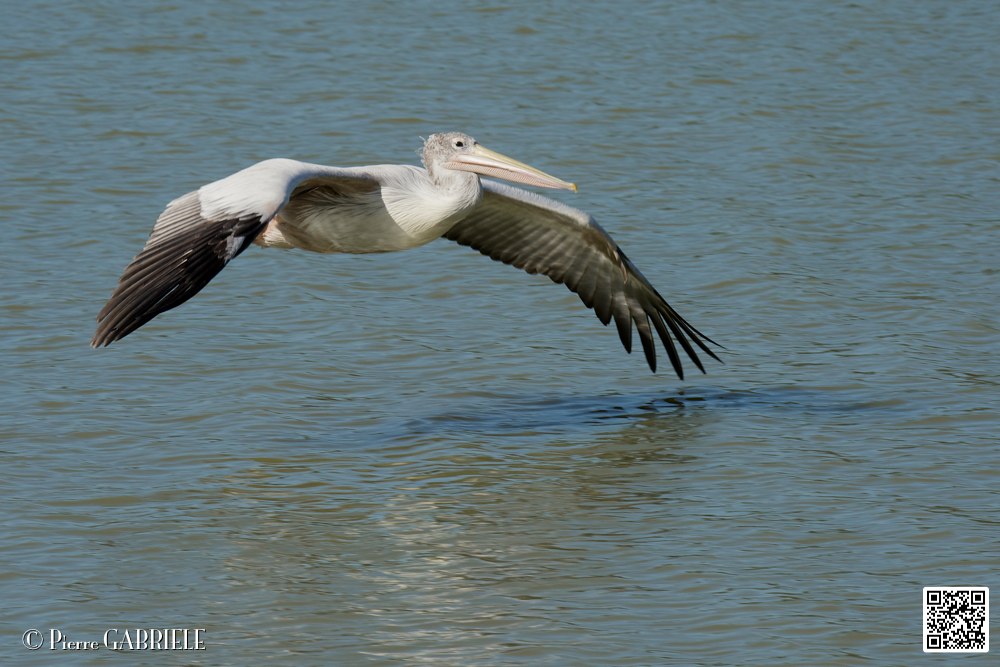 pelican_7038.jpg