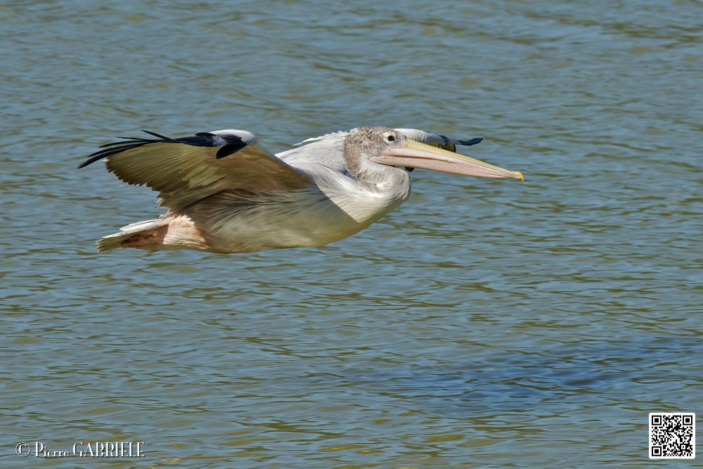 pelican_7039.jpg