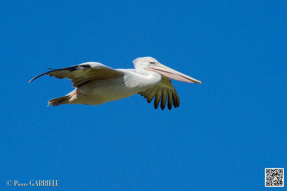 pelican_7050.jpg