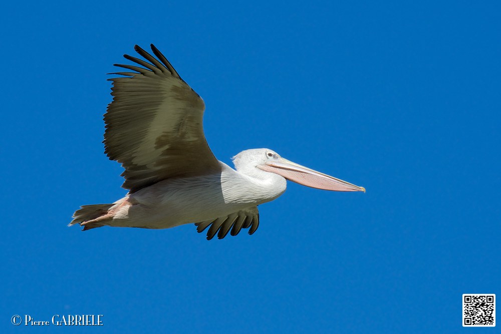 pelican_7051.jpg