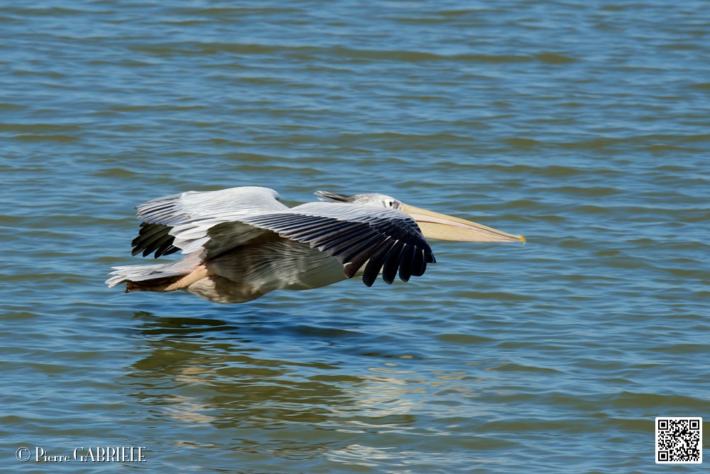 pelican_7053.jpg