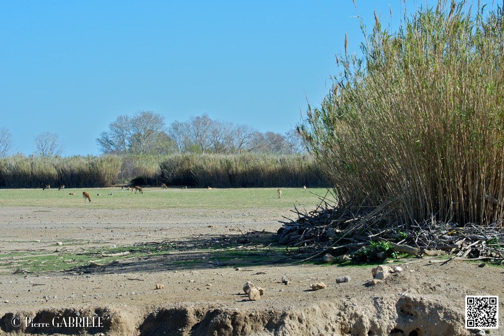 reserve_7010.jpg