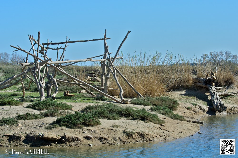 singe_7016.jpg