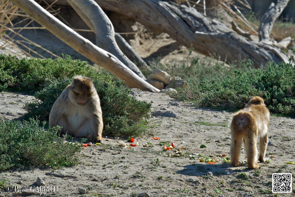 singe_7022.jpg