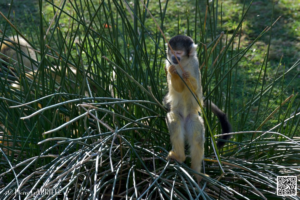 singe_7105.jpg