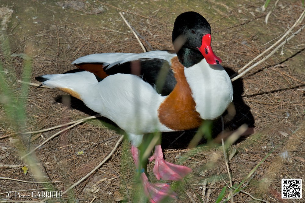 tadorne-de-belon_6981.jpg