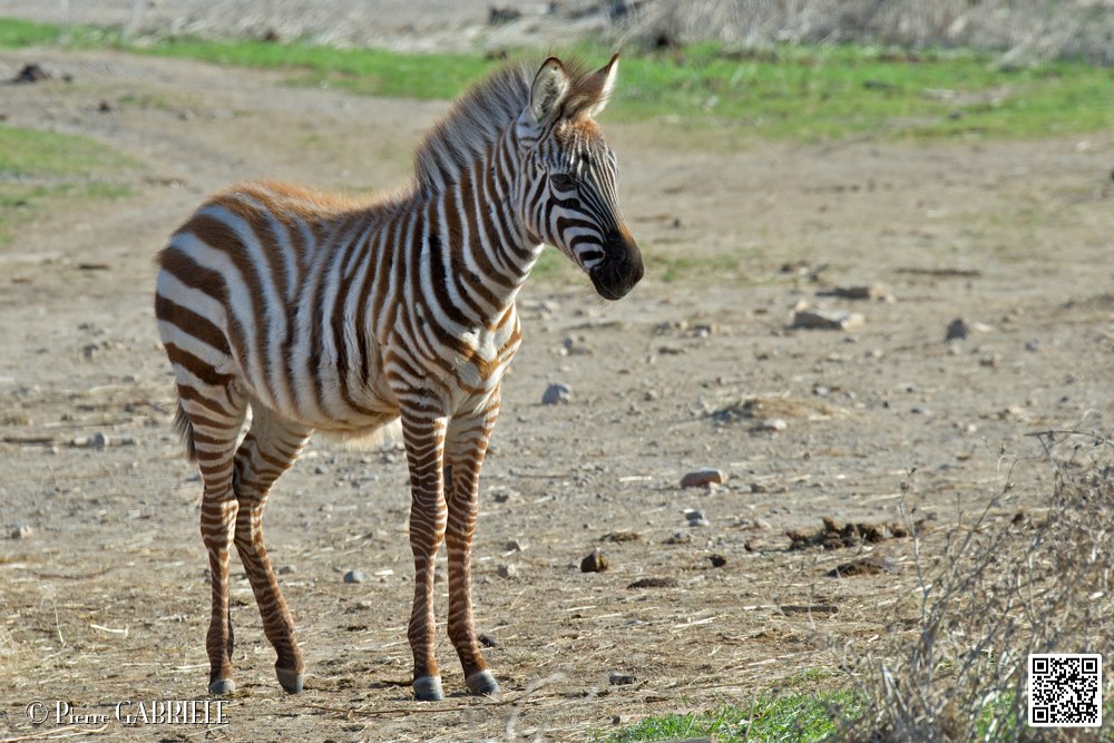 zebre_6791.jpg