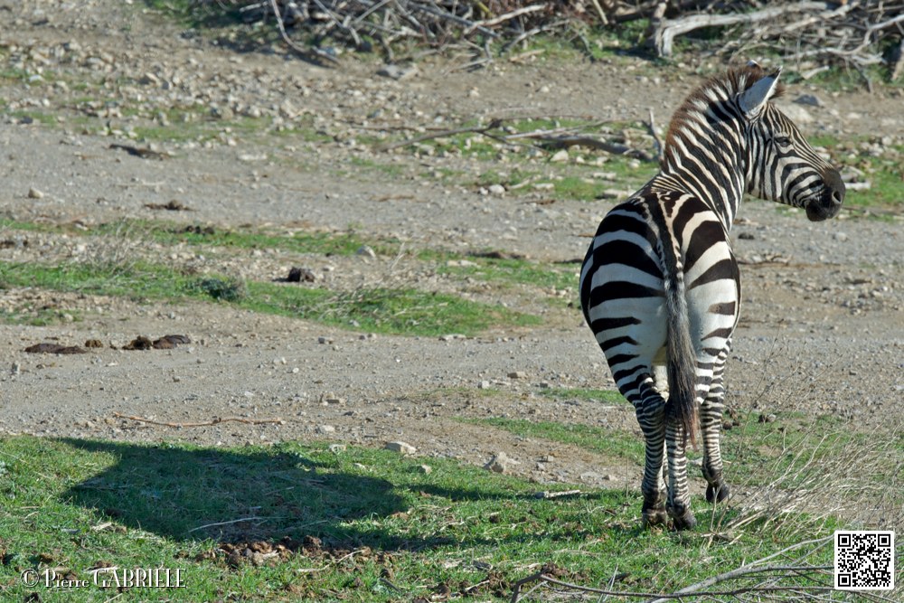 zebre_6796.jpg