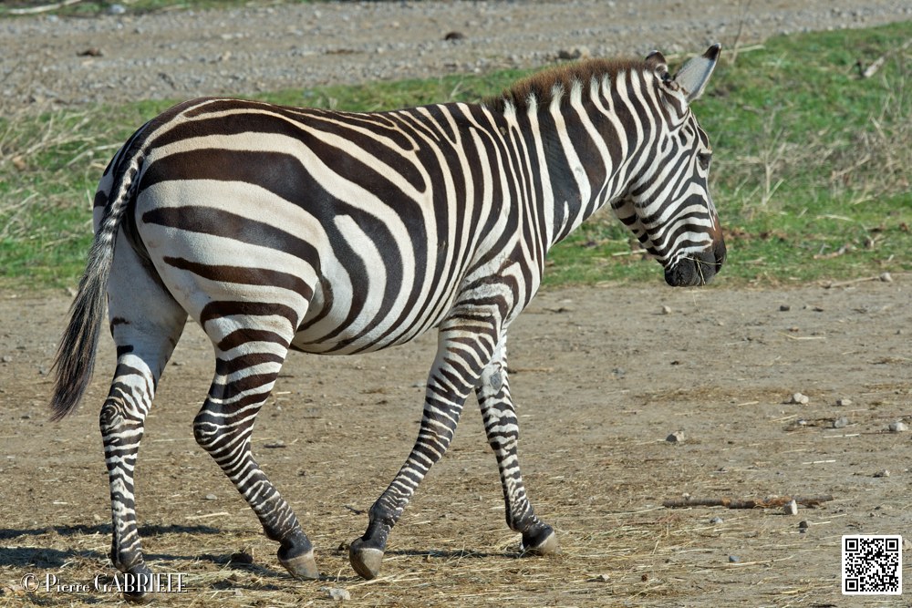 zebre_6797.jpg
