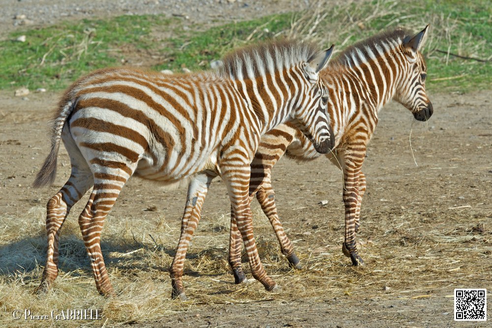 zebre_6799.jpg