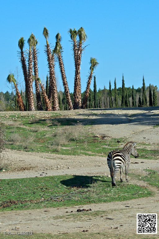 zebre_6802.jpg