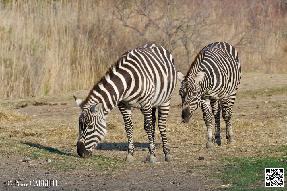 zebre_7111.jpg