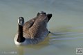 bernache_6970