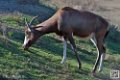 blesboks_6771