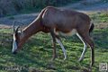 blesboks_6774