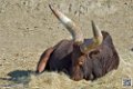 boeuf-watussi_6793