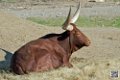 boeuf-watussi_6798