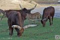 boeuf-watussi_7110