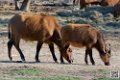buffle-nain_6692