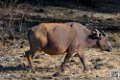 buffle-nain_6693