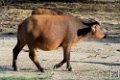 buffle-nain_6694