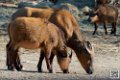 buffle-nain_6695