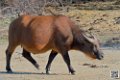 buffle-nain_6696