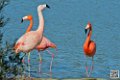 flament-rose_6920