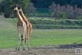 girafe_6735