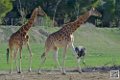 girafe_6737