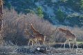girafe_6742