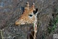 girafe_6848