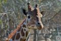girafe_6850