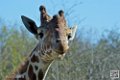 girafe_6853