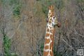 girafe_6855