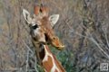 girafe_6858