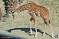 girafe_6865
