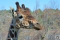 girafe_6867