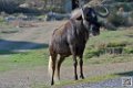 gnous_6773