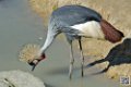 grue-couronnee_6968