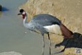 grue-couronnee_6969